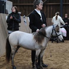 Amerikansk Miniature Little Bob American Dream