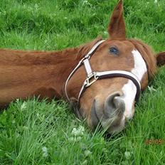 Anden særlig race Frigga