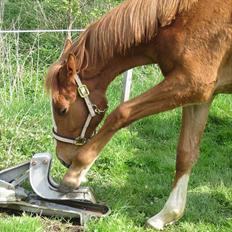 Anden særlig race Frigga