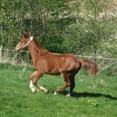Anden særlig race Frigga