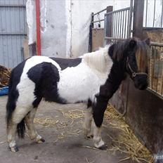 Anden særlig race Tornado