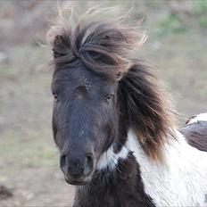 Anden særlig race Tornado