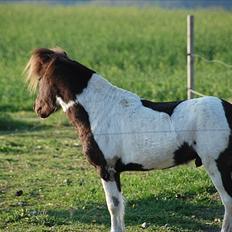 Anden særlig race Tornado