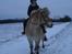 Fjordhest Line (-': - 3• En KOLD vinter-tur :D -Taget d. 28/11-2010   [Foto: Mor]