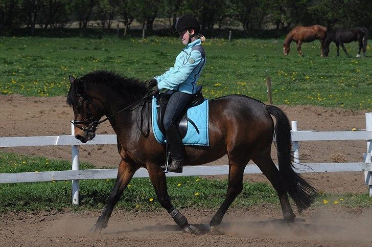 Anden særlig race FLICKA billede 8