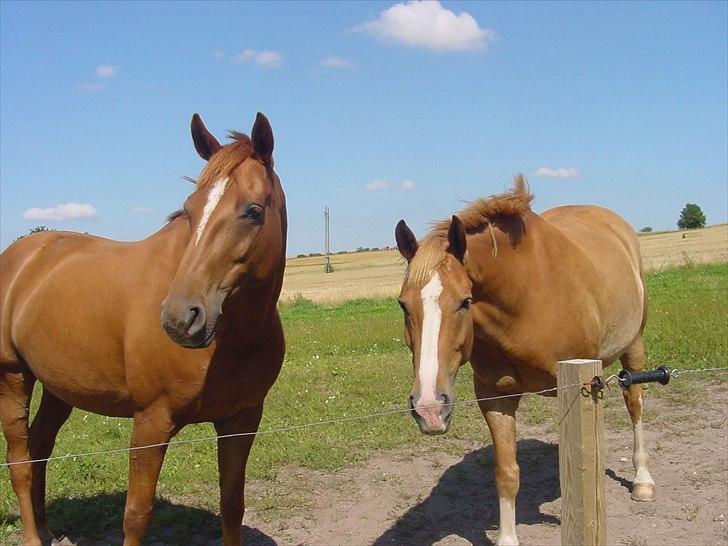 Dansk Varmblod Mariesmindes Venus billede 3