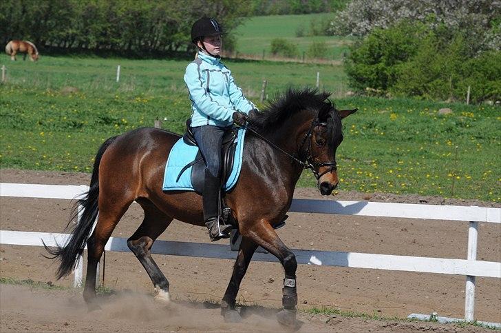 Anden særlig race FLICKA billede 9