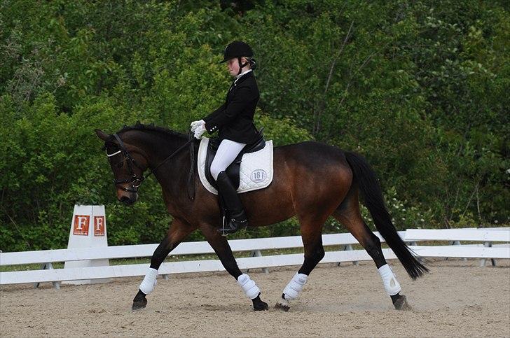 Anden særlig race FLICKA - Mit første stævne på Flicka i HRV billede 10