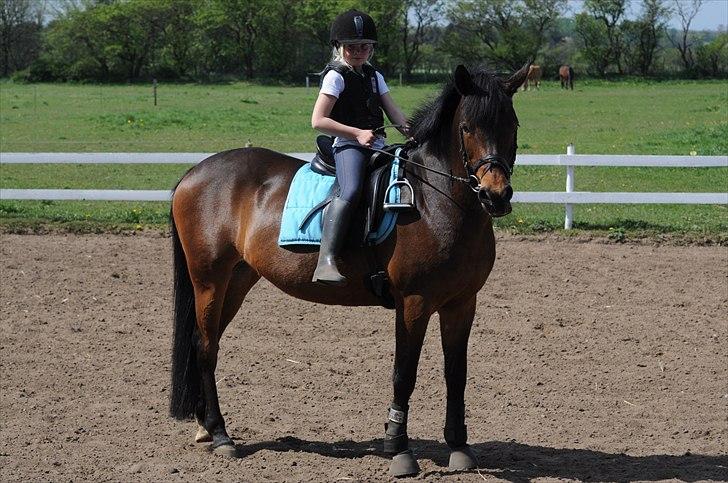 Anden særlig race FLICKA - Caroline prøver Flicka billede 11