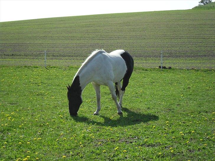 Paint Dixie - 12) billede 13