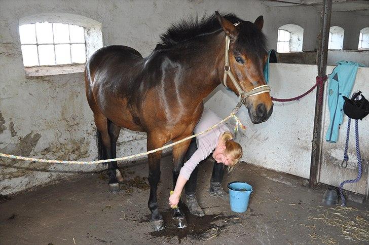 Anden særlig race FLICKA - Flicka bliver vasket efter 1. ridetur. billede 12