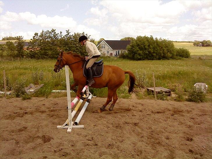 Dansk Varmblod Mariesmindes Venus billede 4