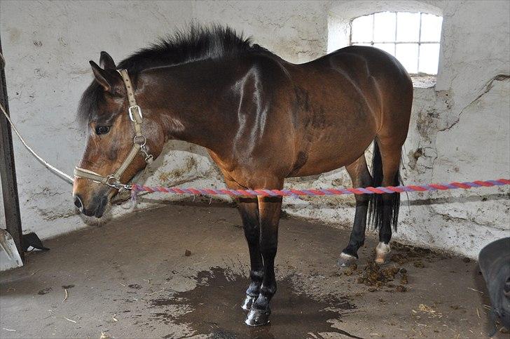 Anden særlig race FLICKA - Flicka i stalden. billede 13
