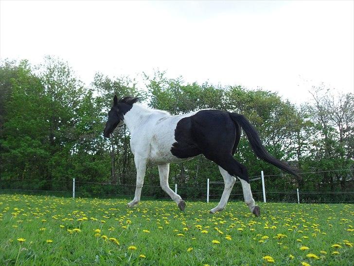 Paint Dixie - 13) billede 14