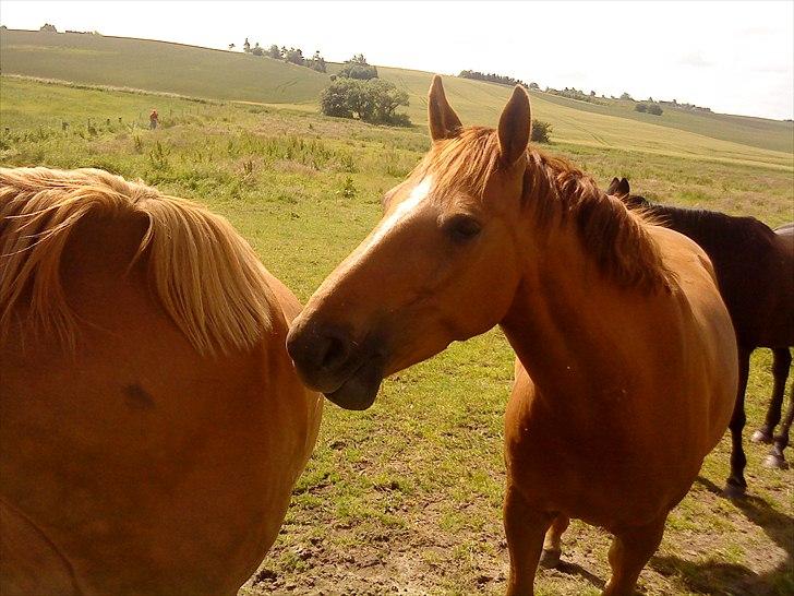 Dansk Varmblod Mariesmindes Venus billede 6
