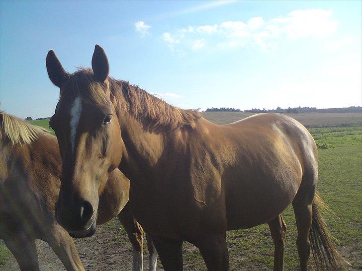 Dansk Varmblod Mariesmindes Venus billede 7