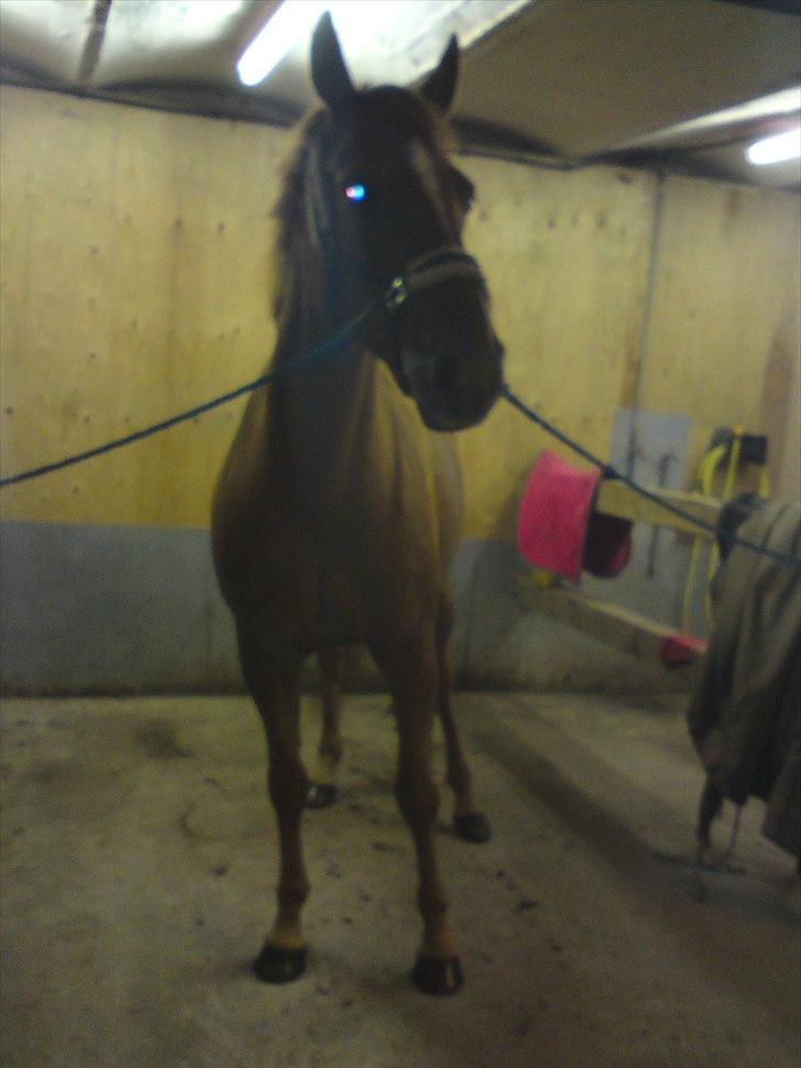 Dansk Varmblod Mariesmindes Venus billede 9