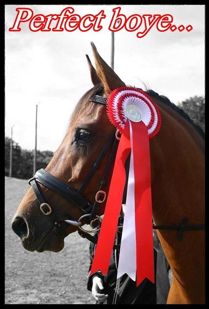 Arabisk fuldblod (OX) A/G´S Perfect Boye OX billede 7