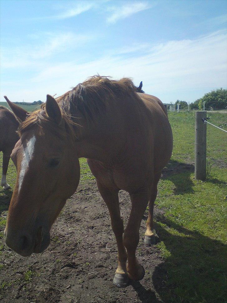 Dansk Varmblod Mariesmindes Venus billede 11