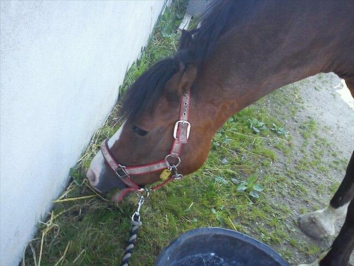 Anden særlig race Victor! billede 8