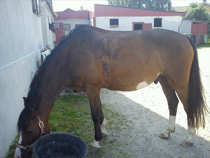 Anden særlig race Victor! billede 9