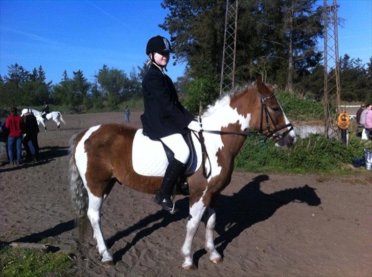 Pinto Balou <3 (elev) - havde lige redet program i gennem der! PYHADA!!!  billede 16