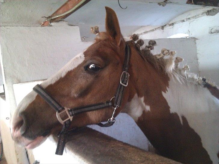 Pinto Balou <3 (elev) - uuuuh lidt nysgerrig var SmukSak?? <3 billede 19