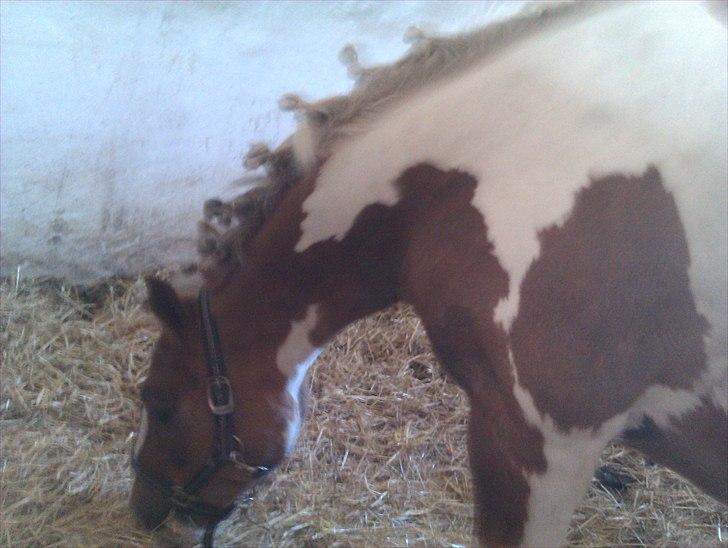 Pinto Balou <3 (elev) - efter at man havde gjordt klar til stævnet :D billede 20