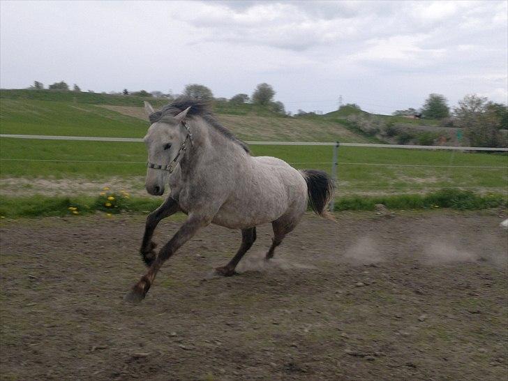 Anden særlig race Hugsy billede 1