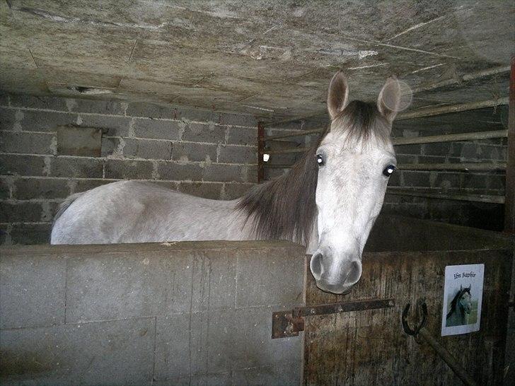 Anden særlig race Hugsy billede 2