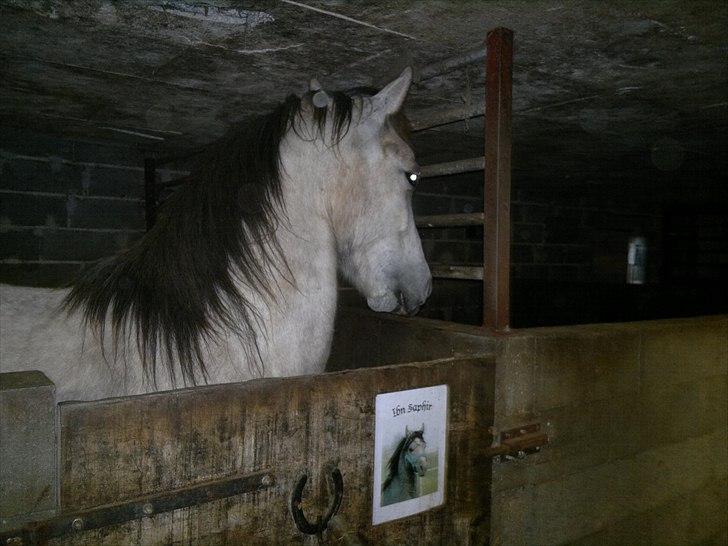 Anden særlig race Hugsy billede 3