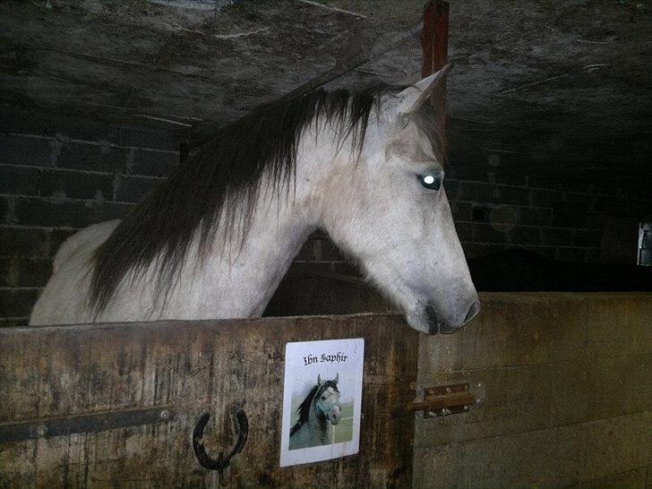 Anden særlig race Hugsy billede 4