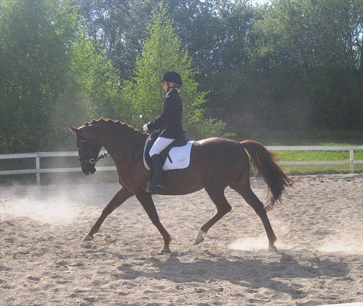 Anden særlig race Daisy - Billede er taget i 2011 billede 17