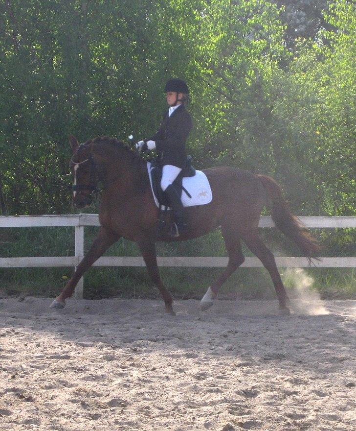 Anden særlig race Daisy - Billede er taget i 2011 billede 18