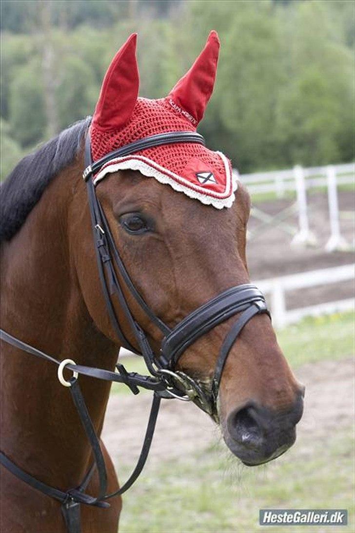 Tysk Varmblod Pegasus † - Smuk til stævne :-) billede 12