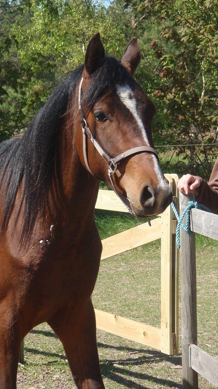 Arabisk fuldblod (OX) HH Karall billede 1