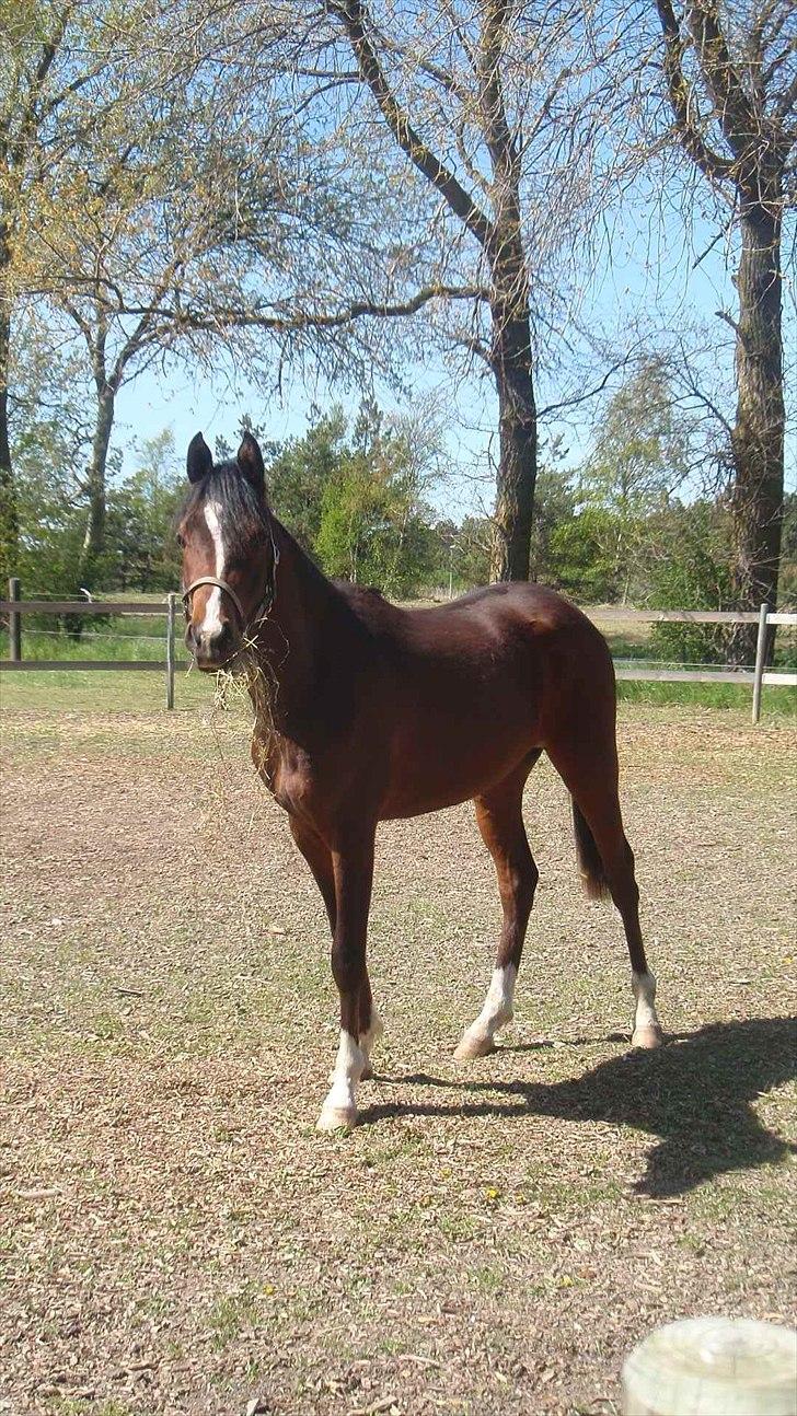 Arabisk fuldblod (OX) HH Karall billede 2