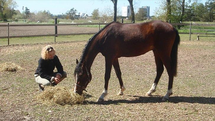 Arabisk fuldblod (OX) HH Karall billede 3