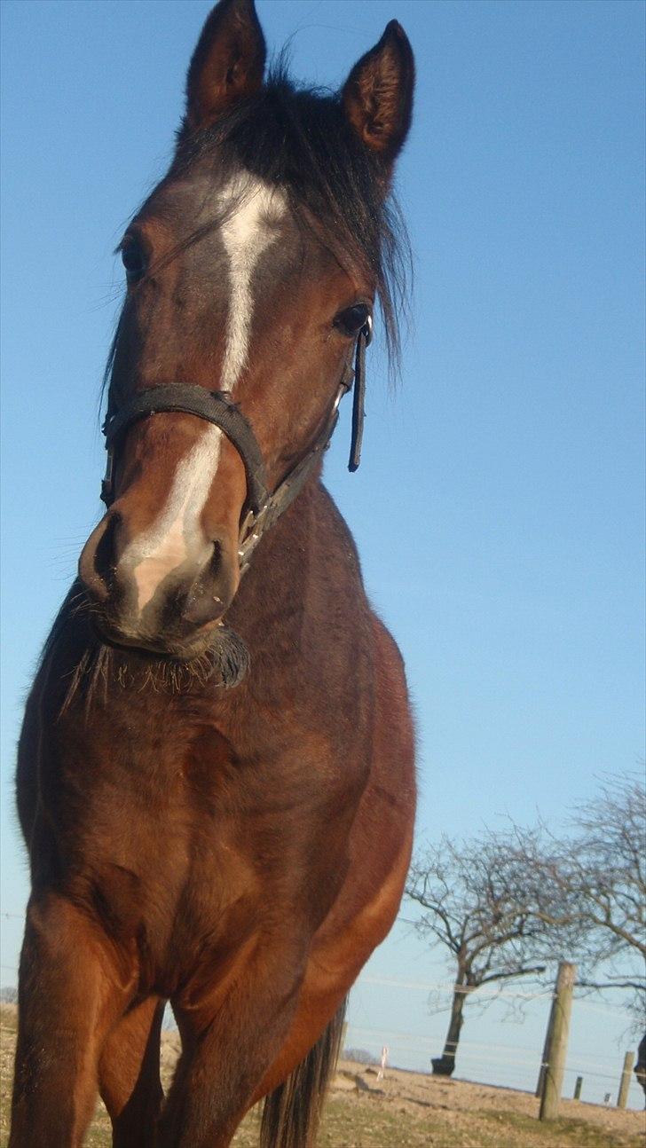 Arabisk fuldblod (OX) HH Karall billede 4