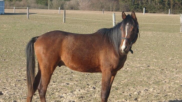 Arabisk fuldblod (OX) HH Karall billede 5