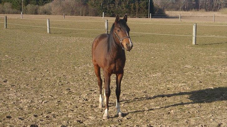 Arabisk fuldblod (OX) HH Karall billede 6