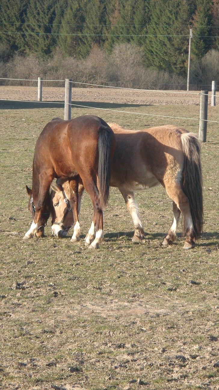 Arabisk fuldblod (OX) HH Karall billede 7