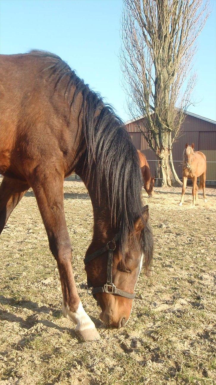 Arabisk fuldblod (OX) HH Karall billede 8