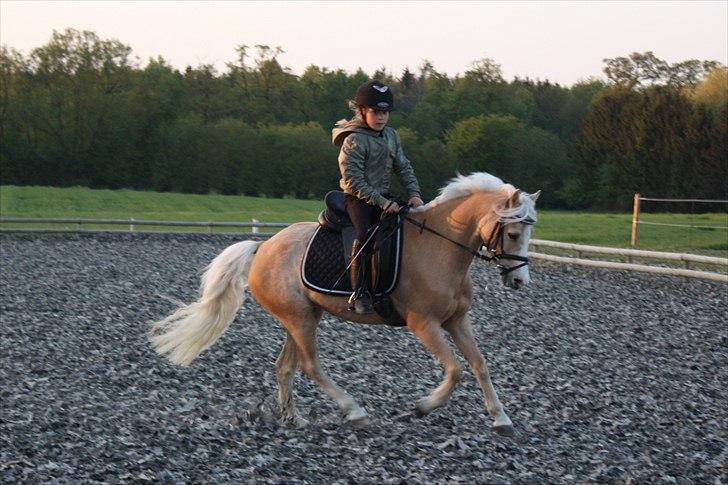 Welsh Mountain (sec A) Golden Guldlok billede 3