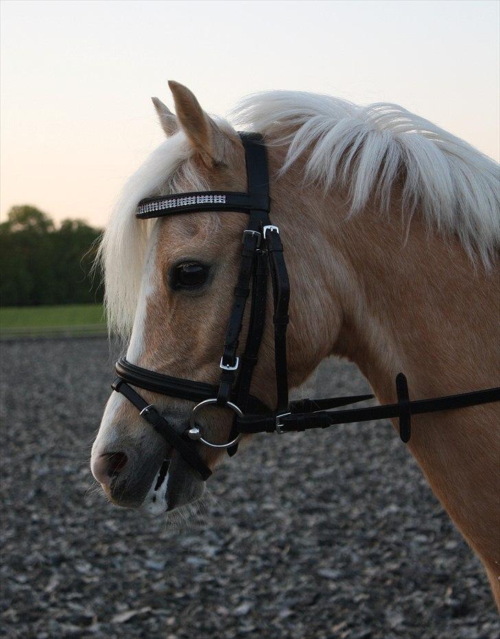 Welsh Mountain (sec A) Golden Guldlok billede 4