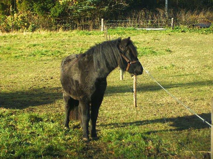 Anden særlig race Debbi ..  - Velkommen til min profil. billede 1