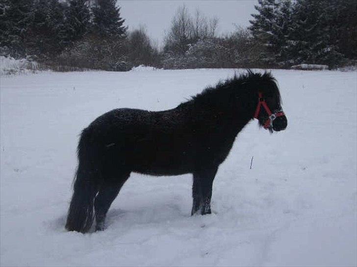Anden særlig race Debbi ..  - Hmm .. nu har man løbet lidt rundt i det her kolde sne og de andre gider ikk mere .. hvad skal man så finde på af ballade? billede 3