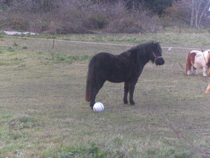 Anden særlig race Debbi ..  - Hvad er i dog for nogen små heste inden ved siden af? billede 4