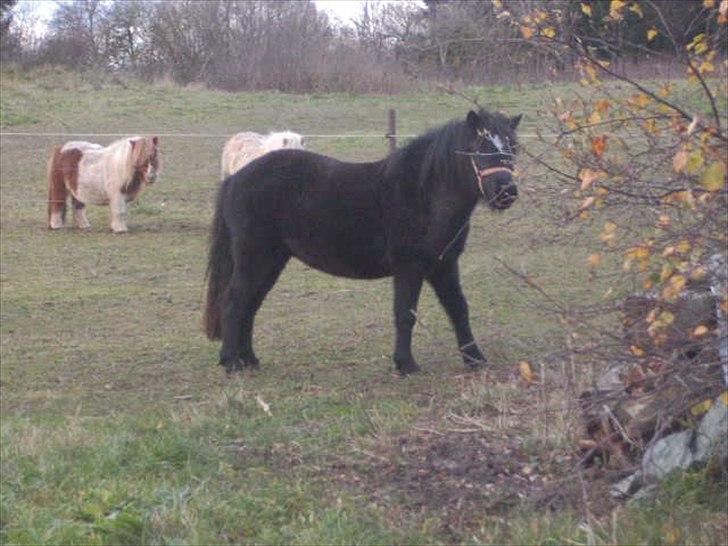 Anden særlig race Debbi ..  - Smager den gren mon godt? billede 5