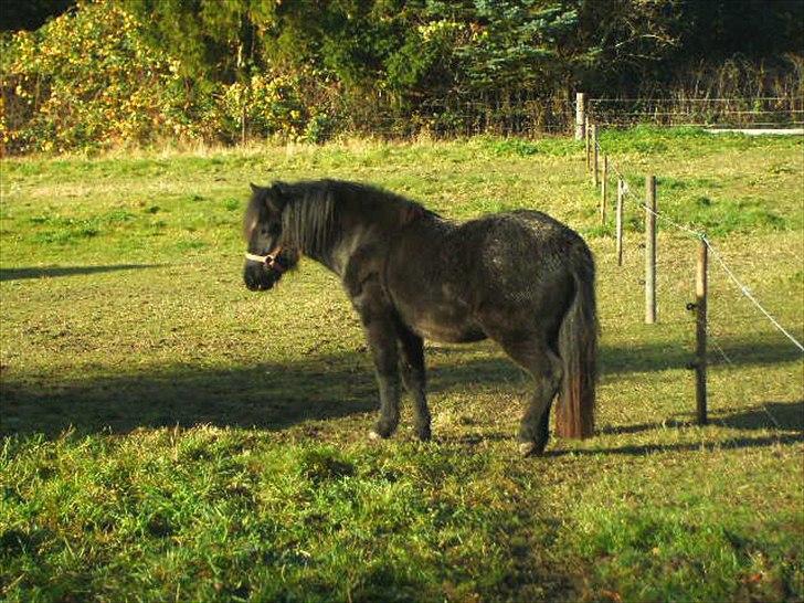 Anden særlig race Debbi ..  - Dejlig og nyde solen lidt. billede 6